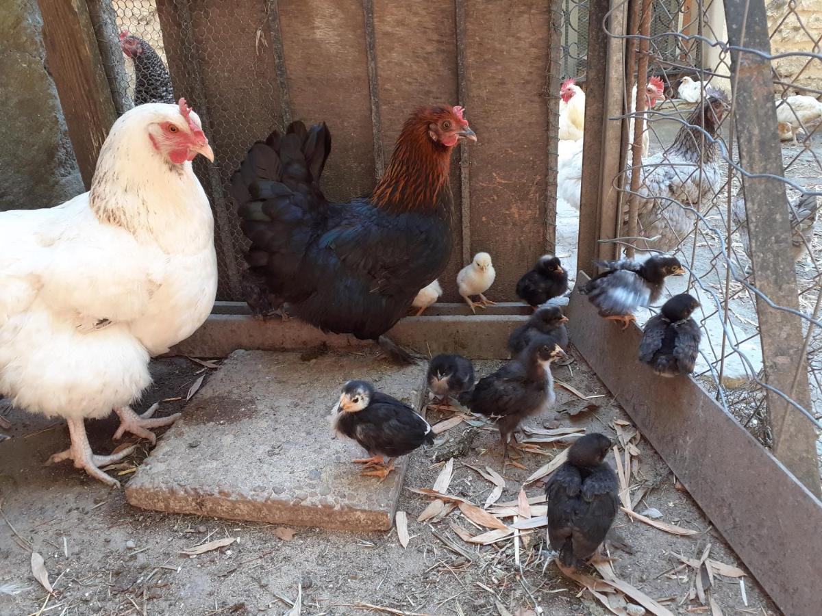 Gite De Leonie Moulin De Tartay En אביניון מראה חיצוני תמונה
